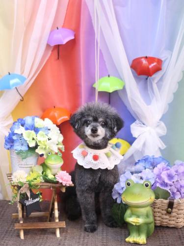 20230623-ヒナちゃん